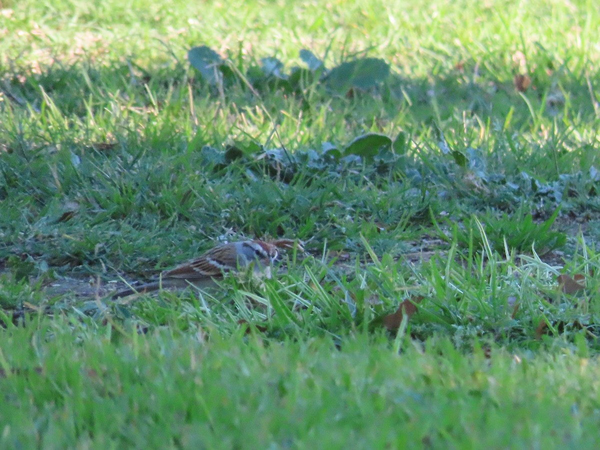 Chipping Sparrow - ML417302871