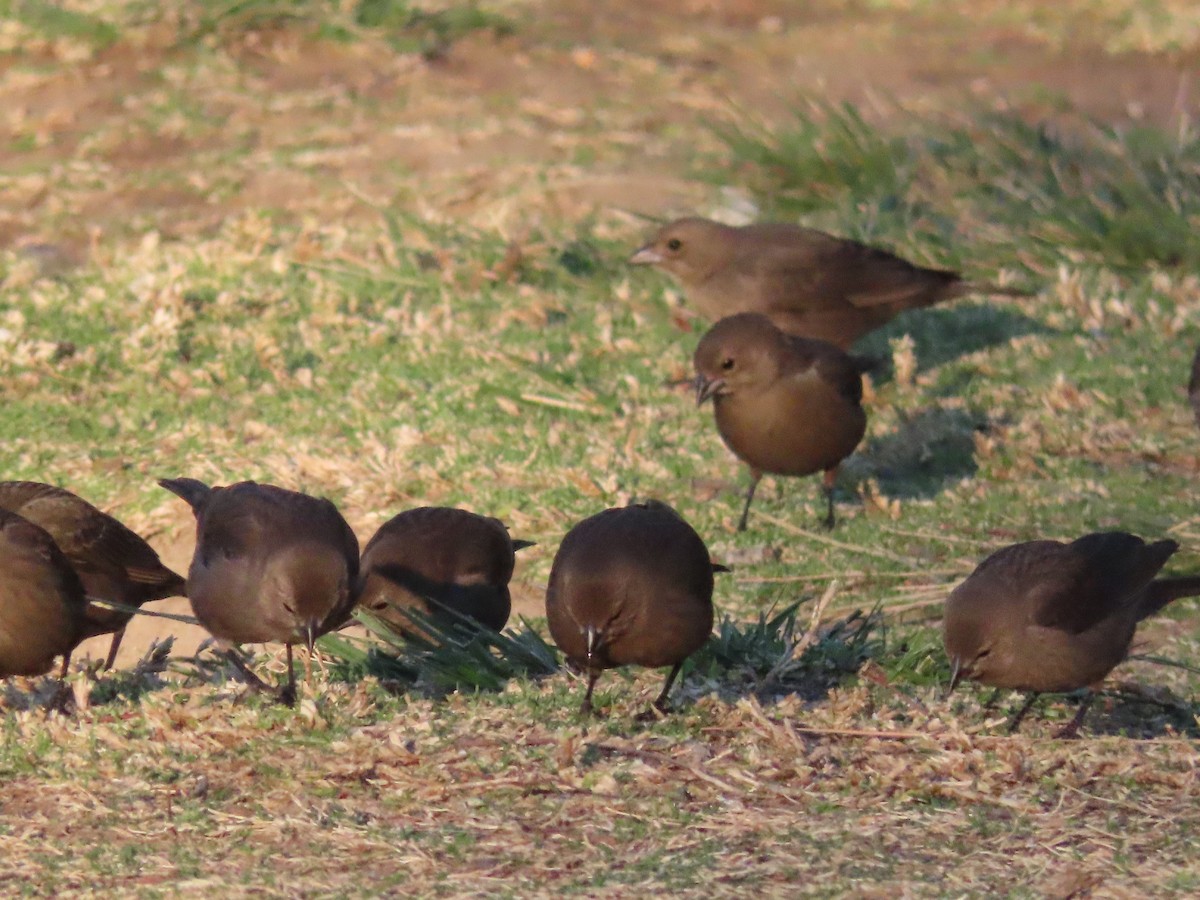 Brewer's Blackbird - ML417302931