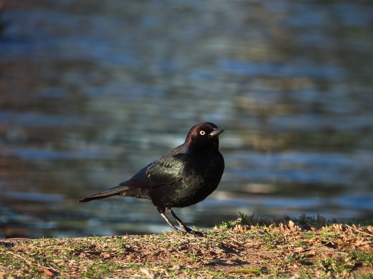 Brewer's Blackbird - ML417302971