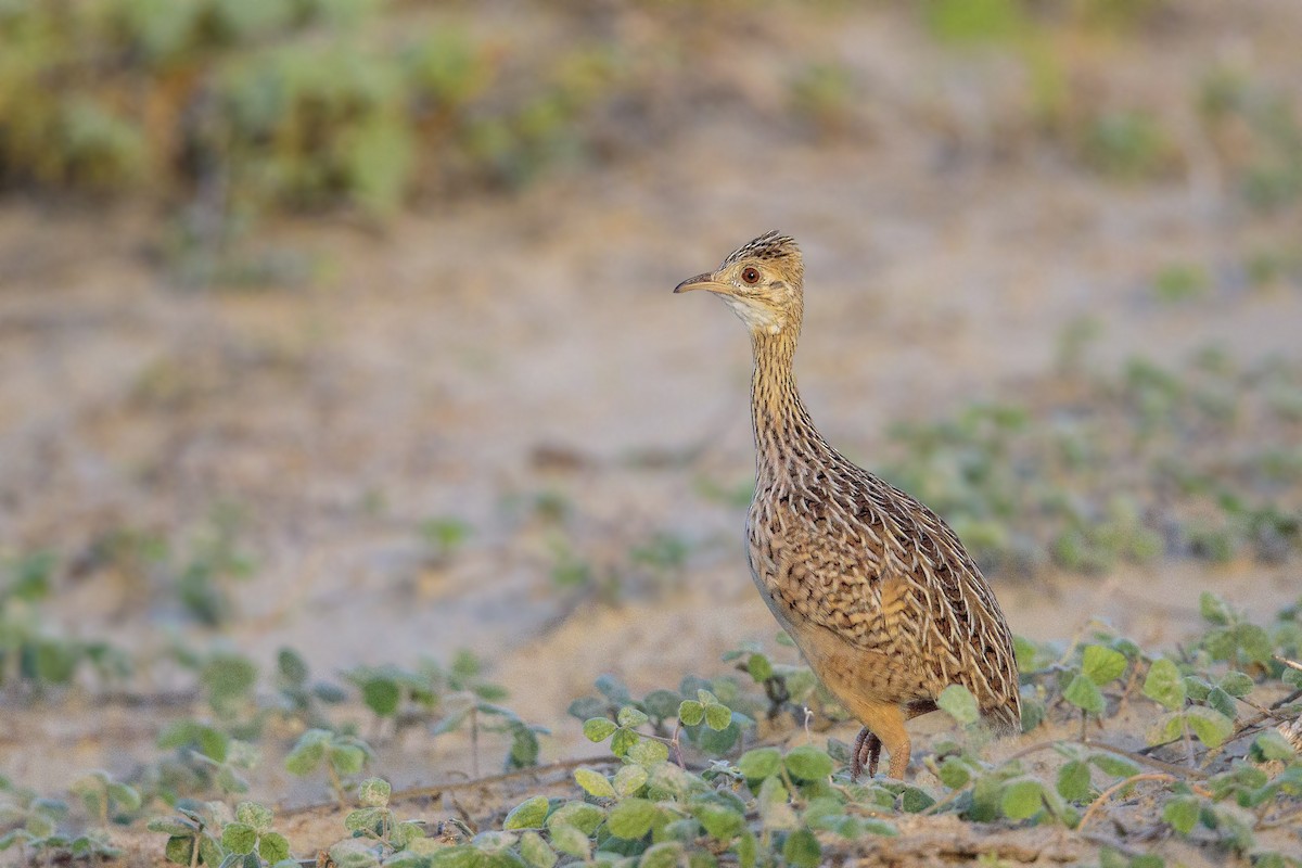 White-bellied Nothura - Bradley Hacker 🦜