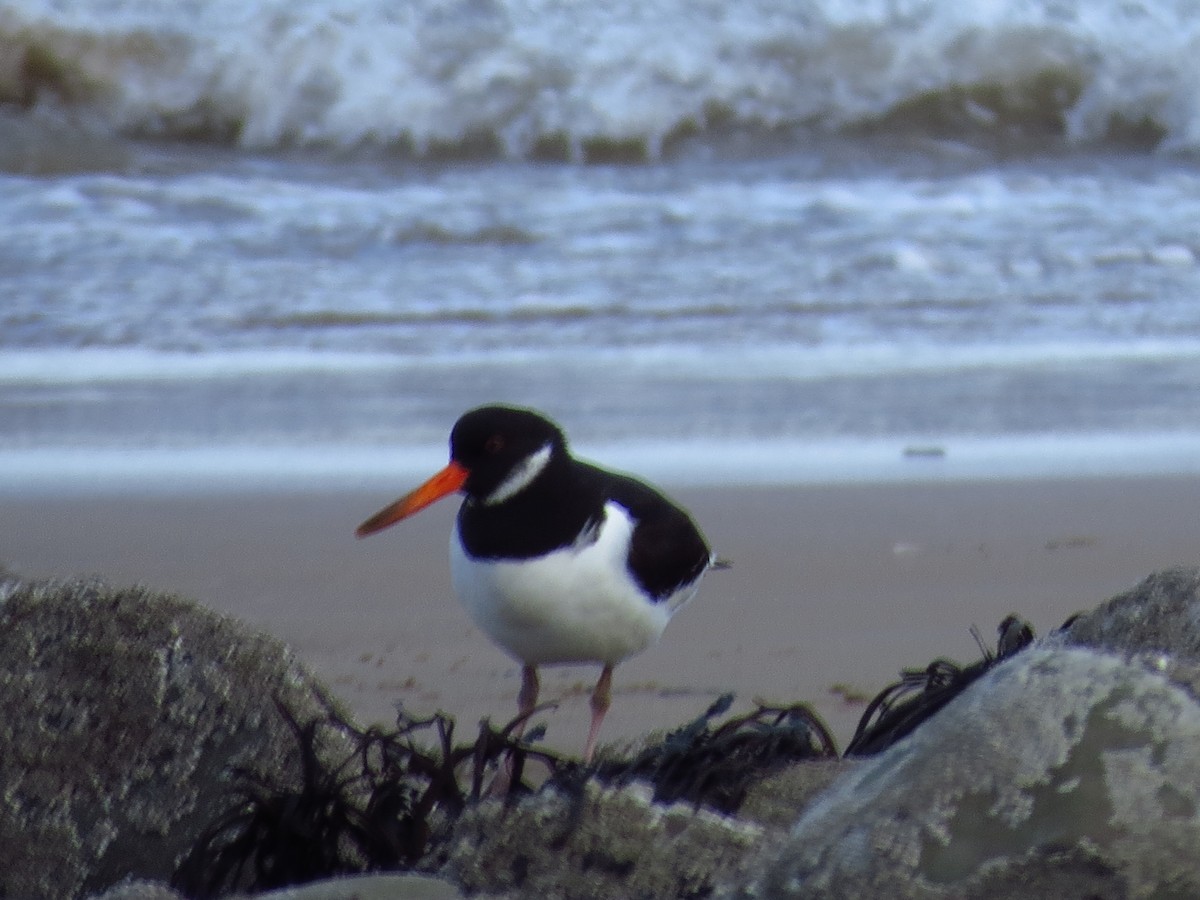 Алаг хясаач - ML417307631