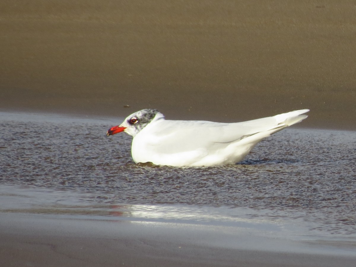 Mediterranean Gull - ML417307701