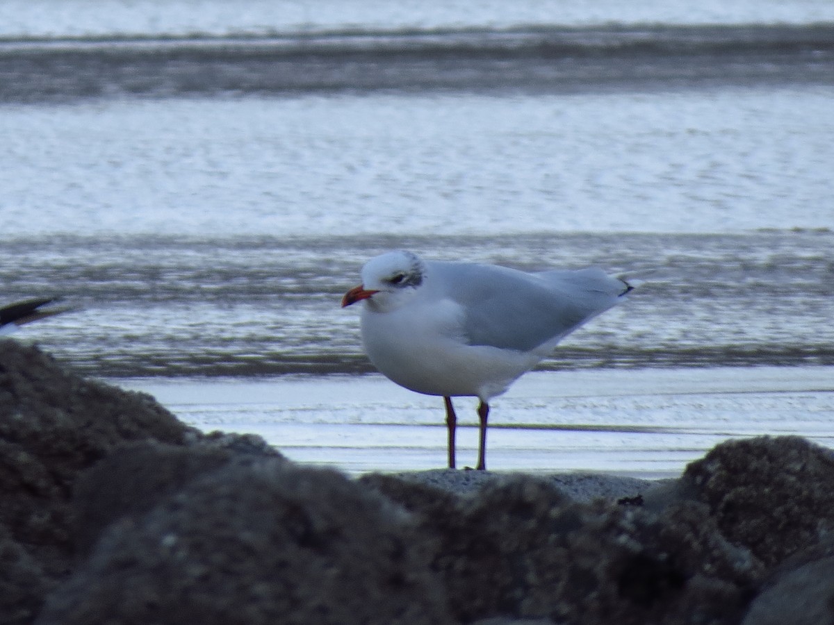 Mediterranean Gull - ML417307821