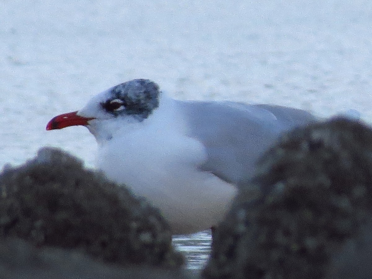 Mediterranean Gull - ML417307831