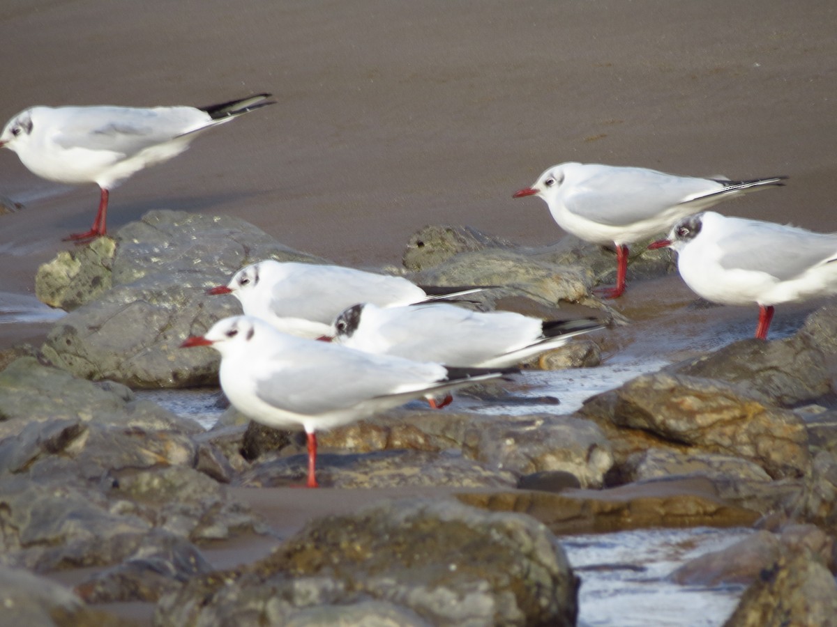 Хүрэн толгойт цахлай - ML417307931