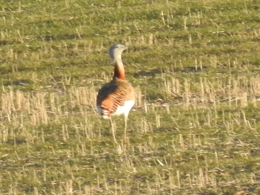 Great Bustard - ML417308291