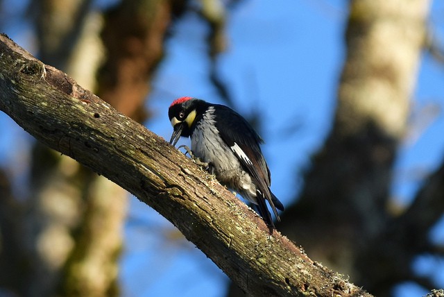 Acorn Woodpecker - ML41731001