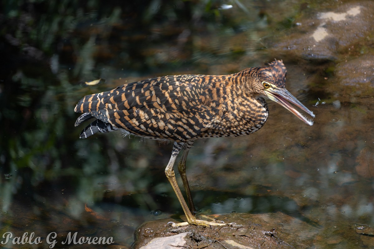 Rufescent Tiger-Heron - ML417311271