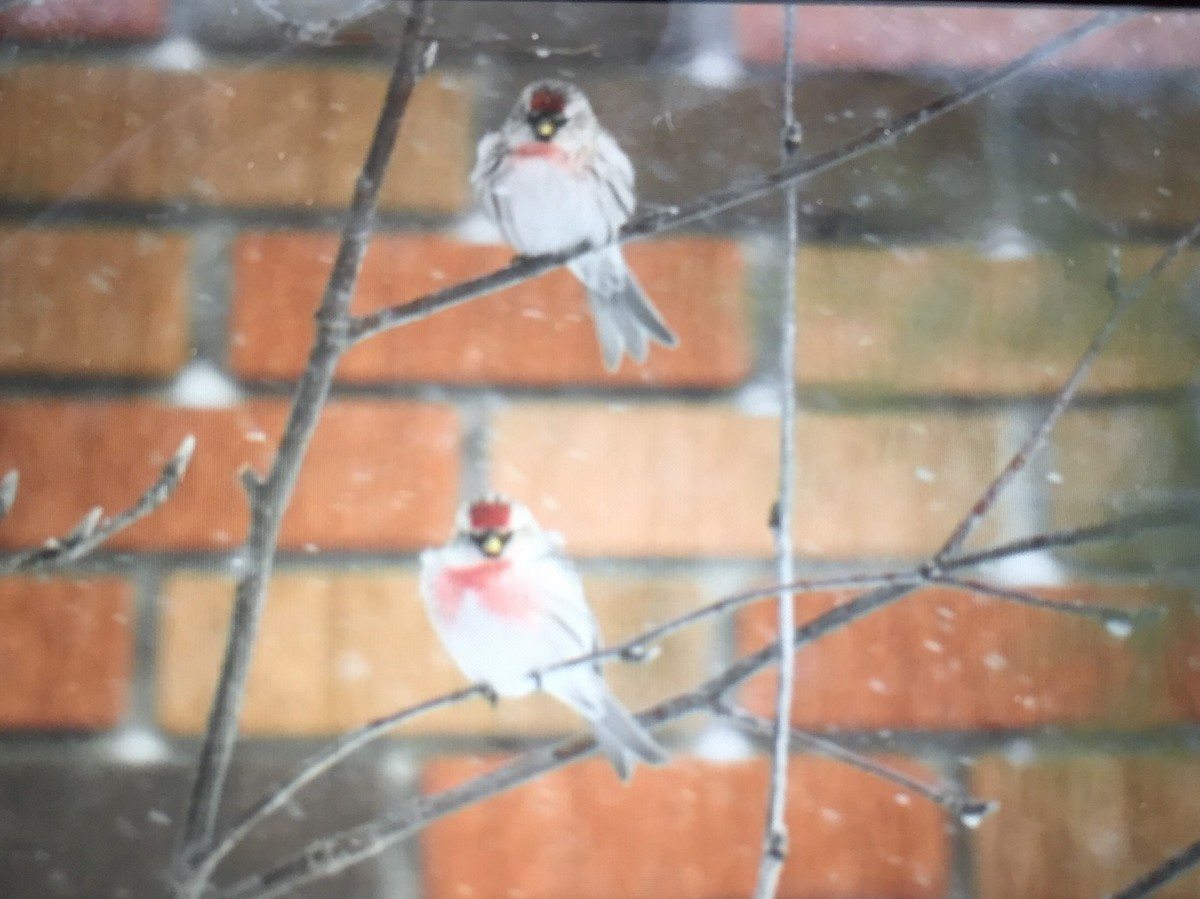 Common Redpoll - ML417311781