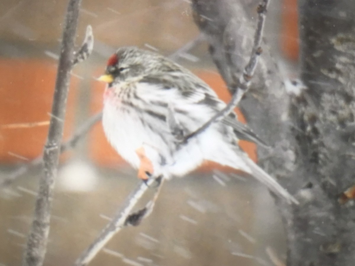 Common Redpoll - ML417311921