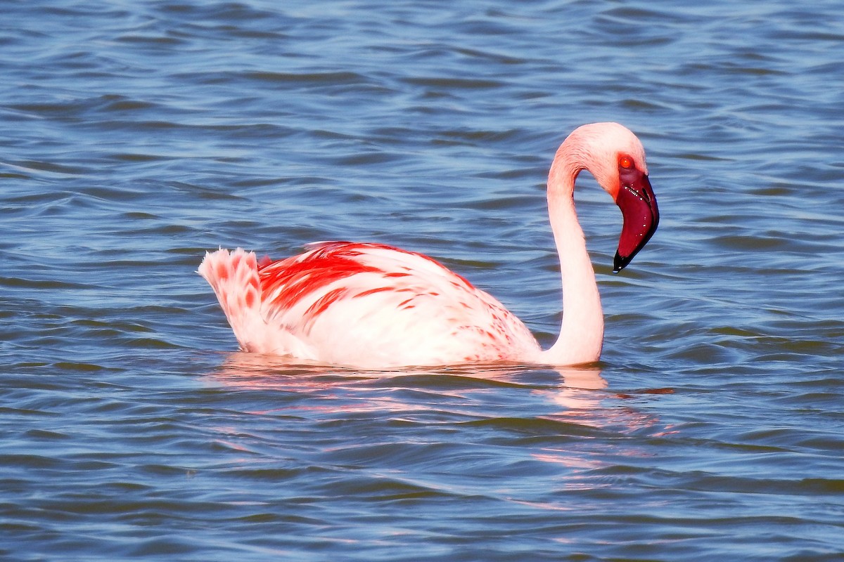 Lesser Flamingo - Carmen Álvarez Montalbán