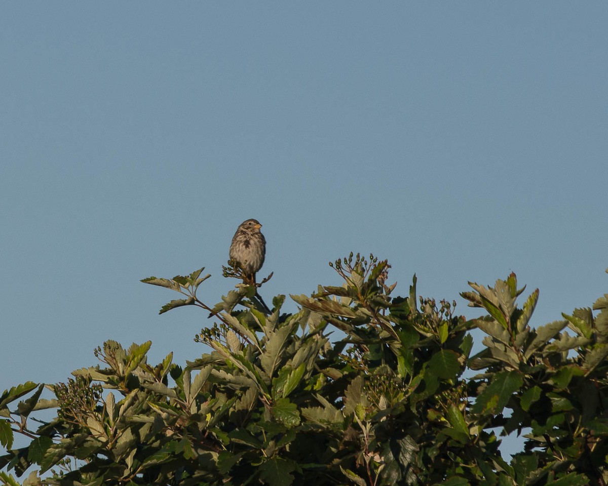 Corn Bunting - ML41731411