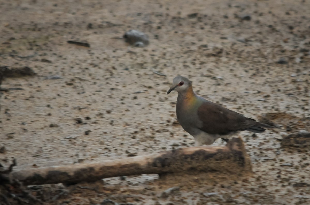 Lemon Dove (Sao Tome) - ML417316021