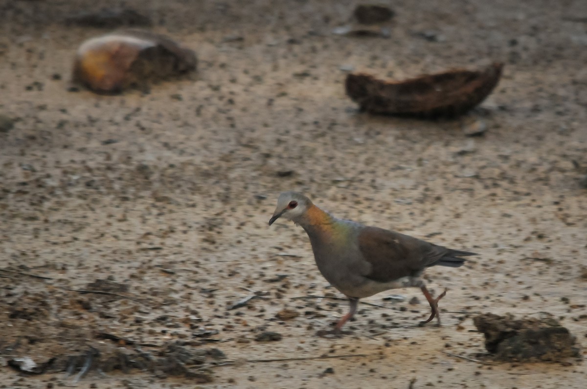 Lemon Dove (Sao Tome) - ML417316071