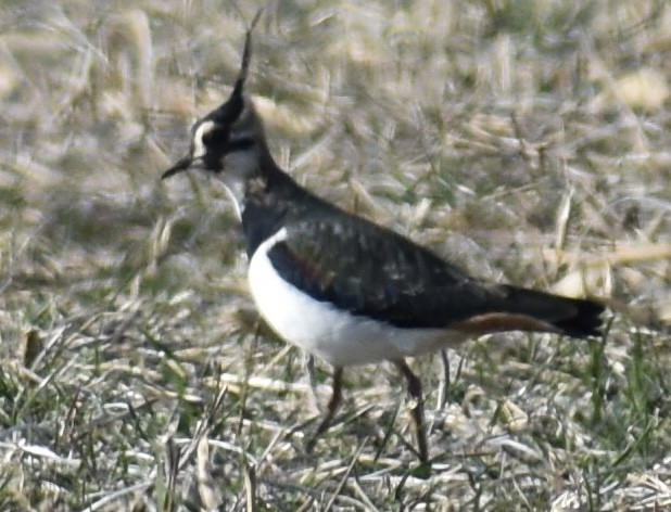 Northern Lapwing - ML417316801