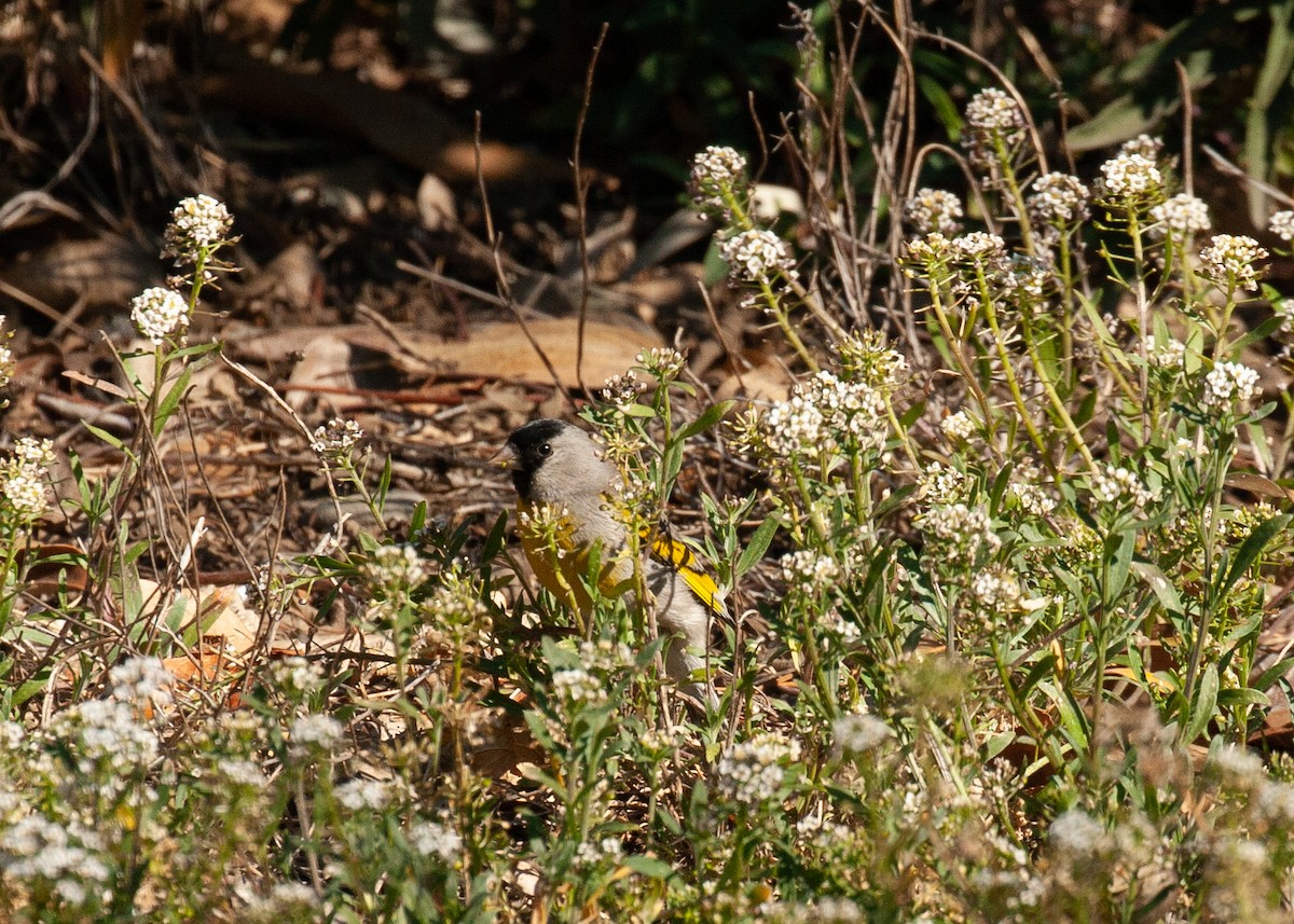 Lawrence's Goldfinch - ML417317191