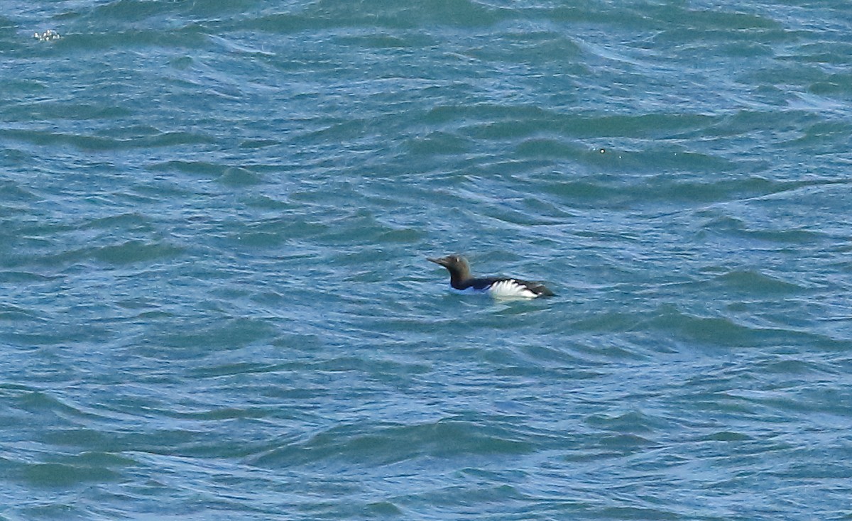 Common Murre - ML417318831