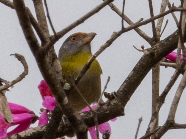 Rufous-browed Peppershrike - ML417319201