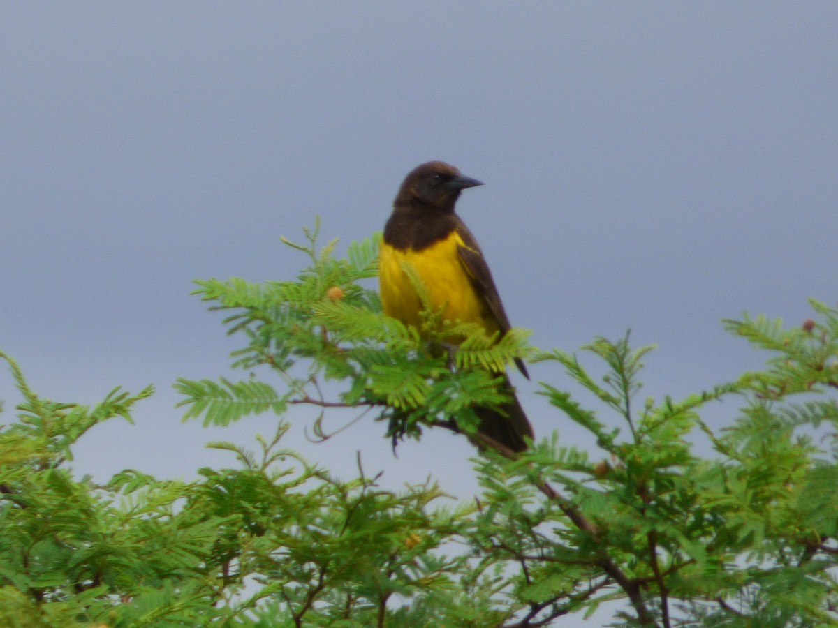 Yellow-rumped Marshbird - ML41732031