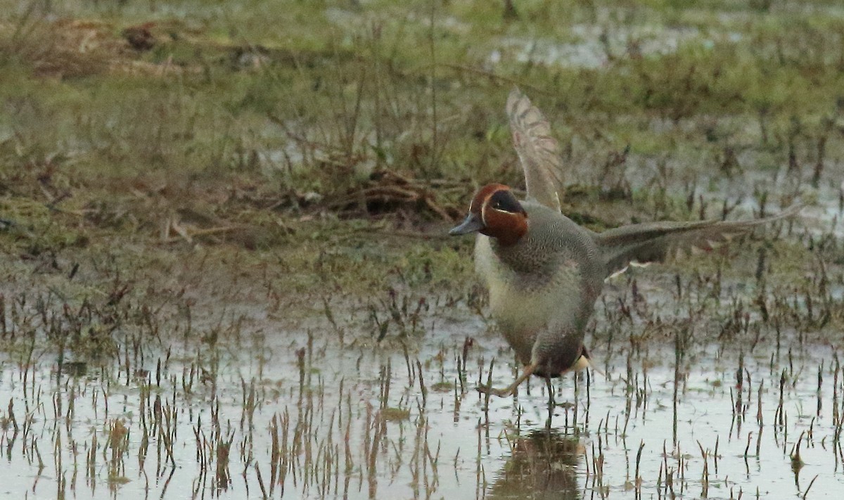 Green-winged Teal (Eurasian) - ML417320971