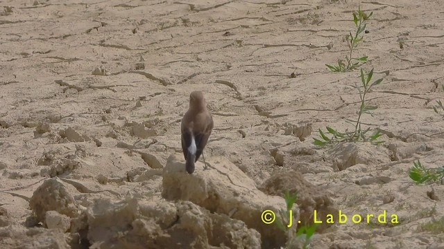 Western Black-eared Wheatear - ML417321261