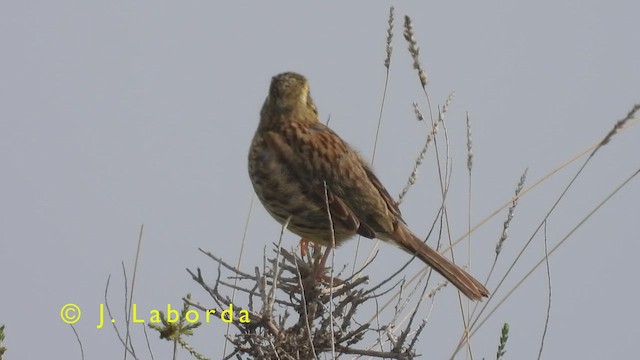 Вівсянка городня - ML417321751