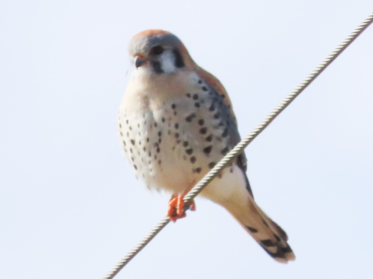 American Kestrel - ML417323601