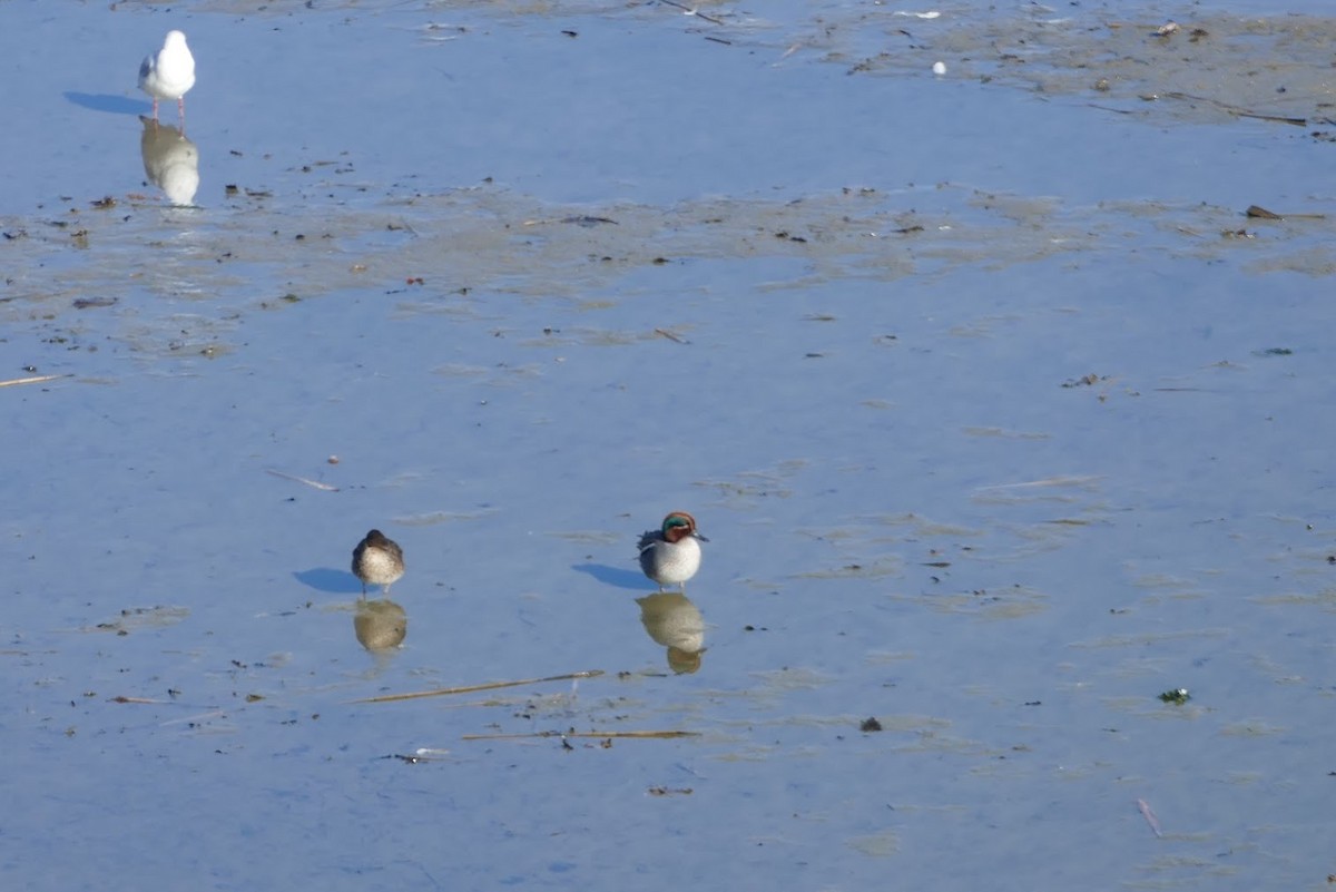 Green-winged Teal - ML417327441