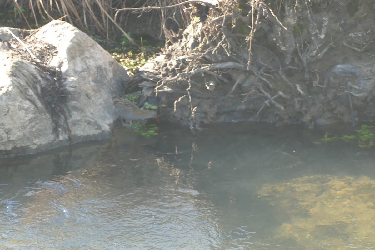 Water Rail - Noë Sauter