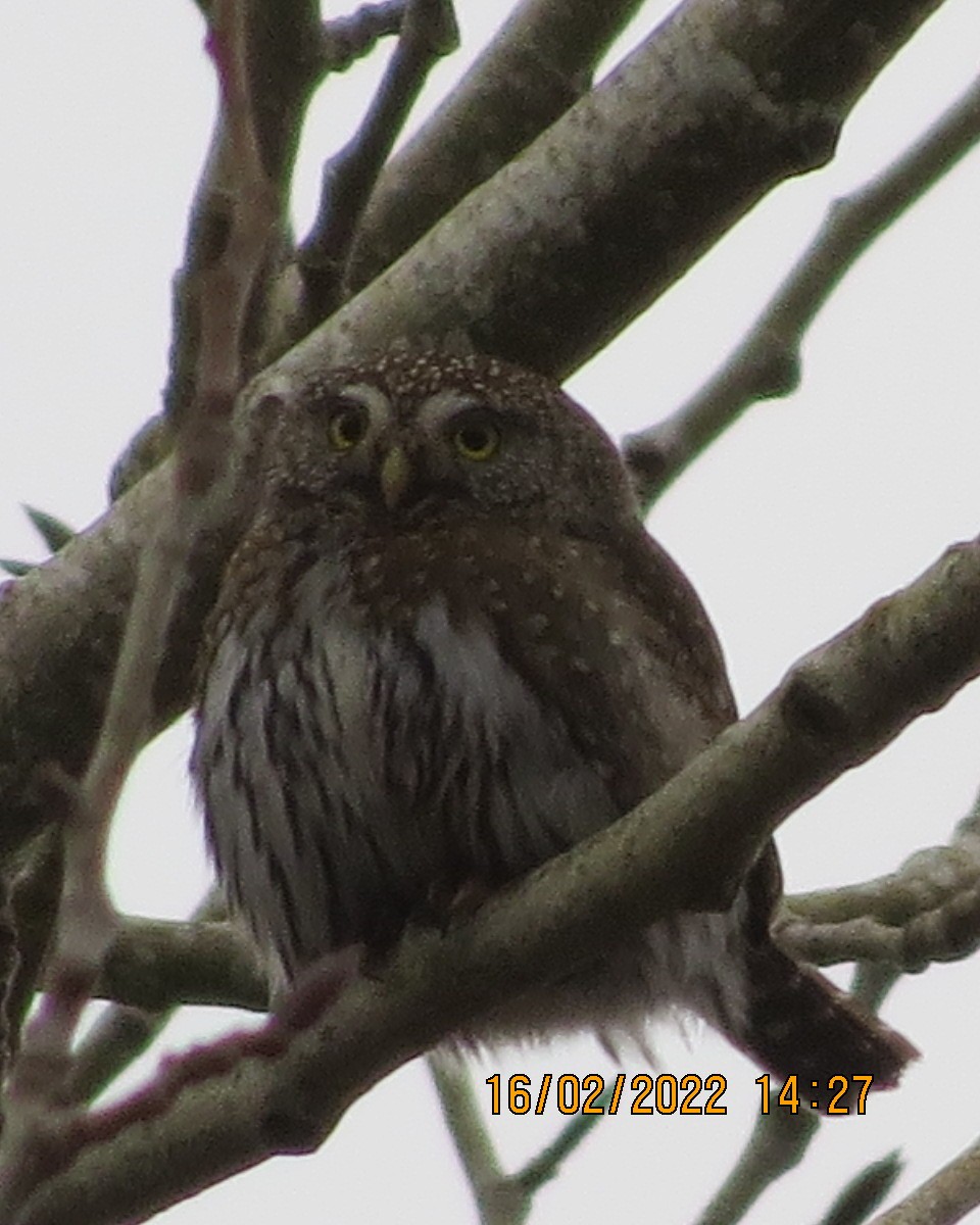 Northern Pygmy-Owl - ML417329221