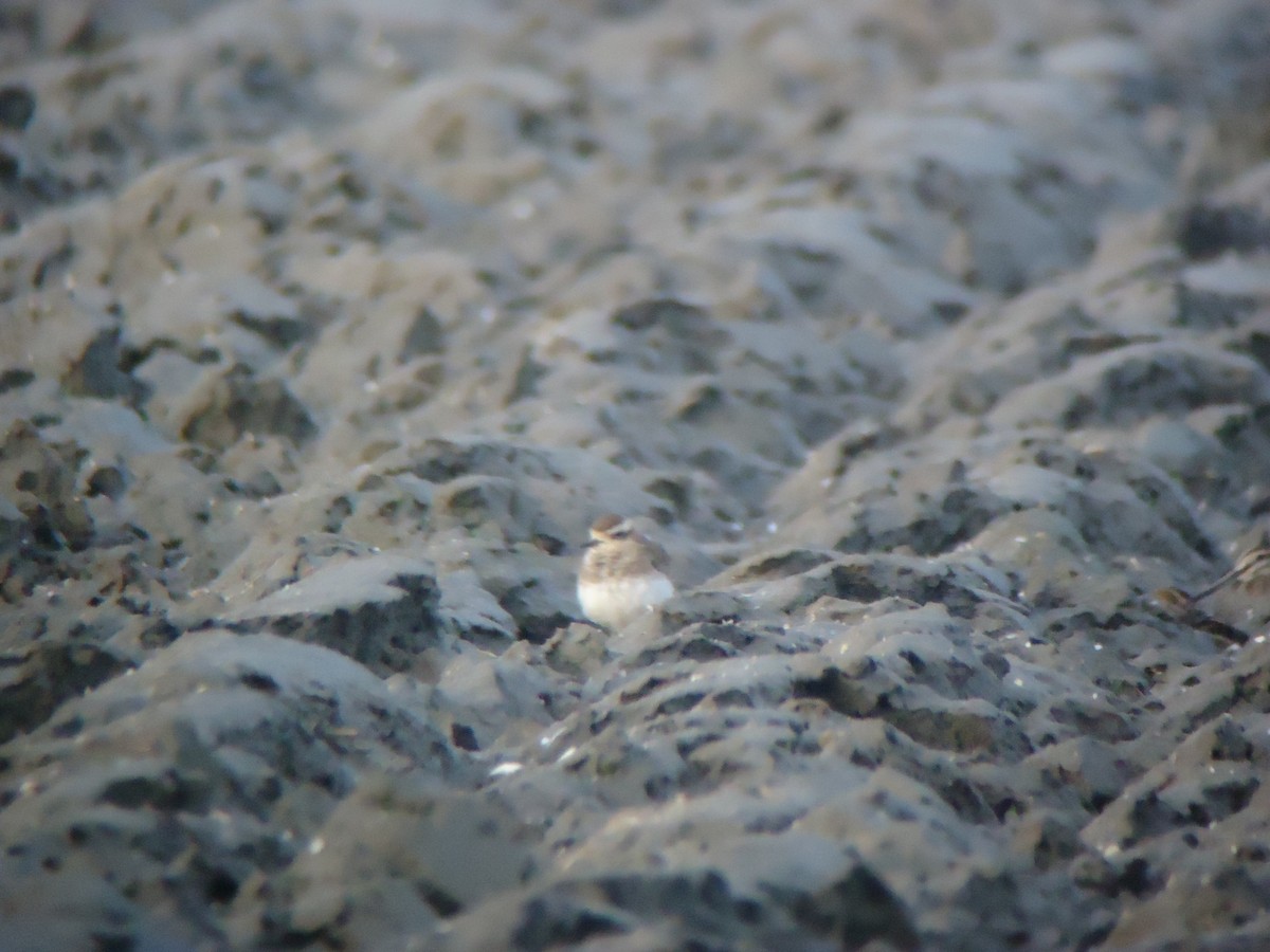 Caspian Plover - Rich Bayldon