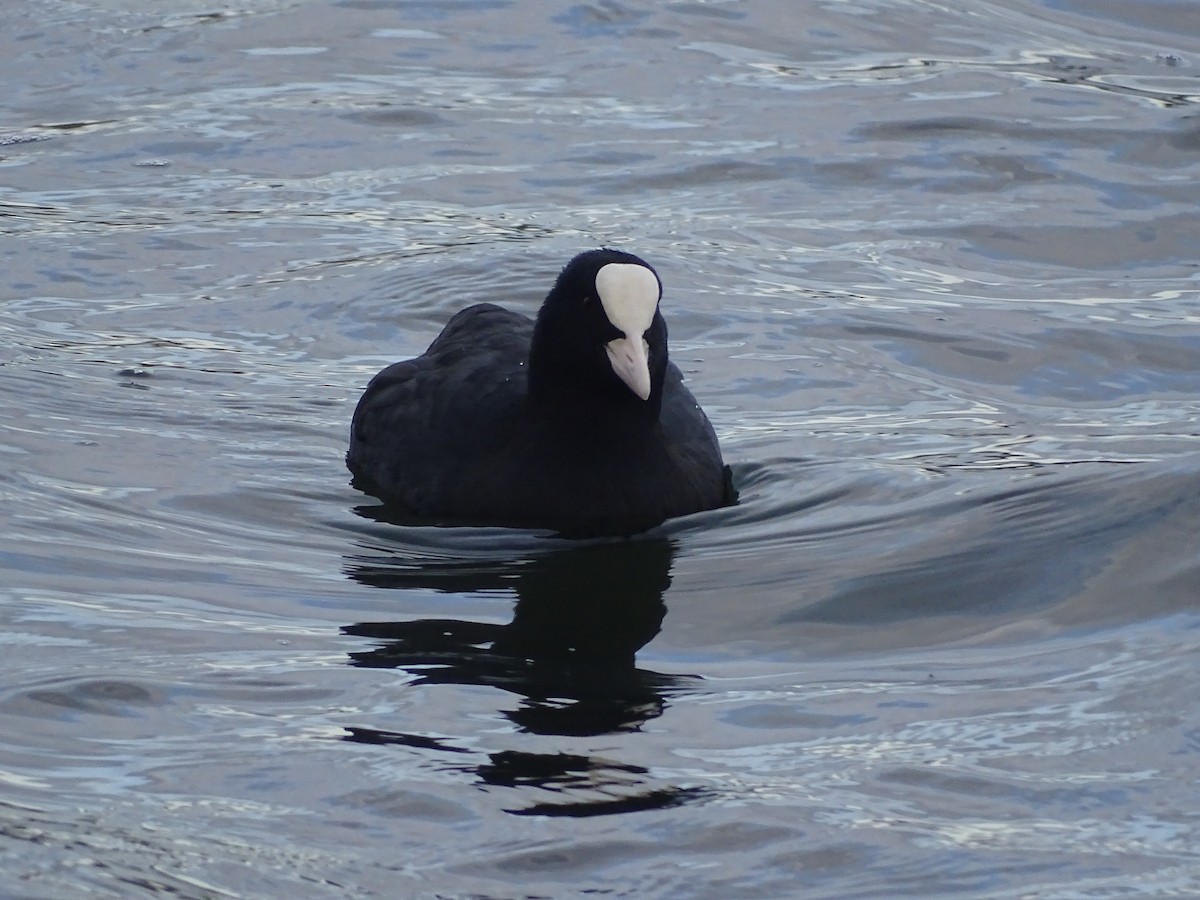 Халзан түнжүүр - ML417332211