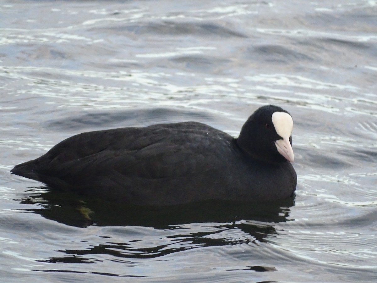 Халзан түнжүүр - ML417332261