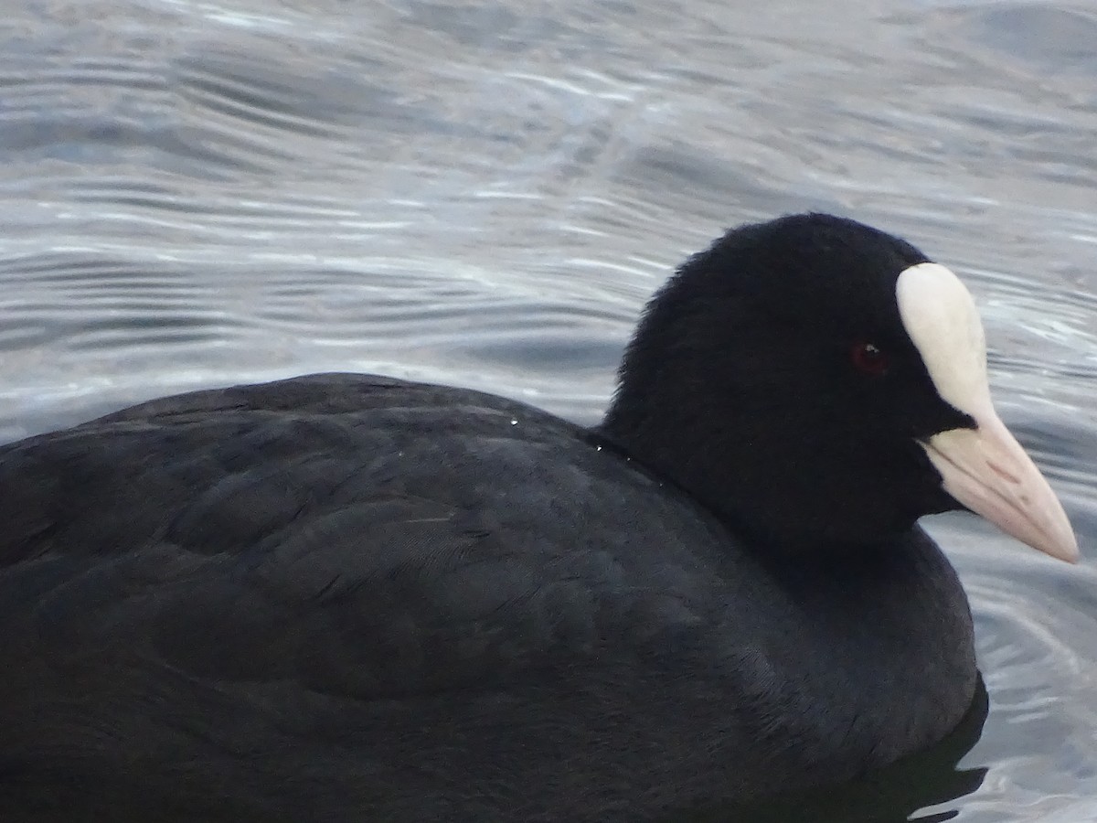 Халзан түнжүүр - ML417332311