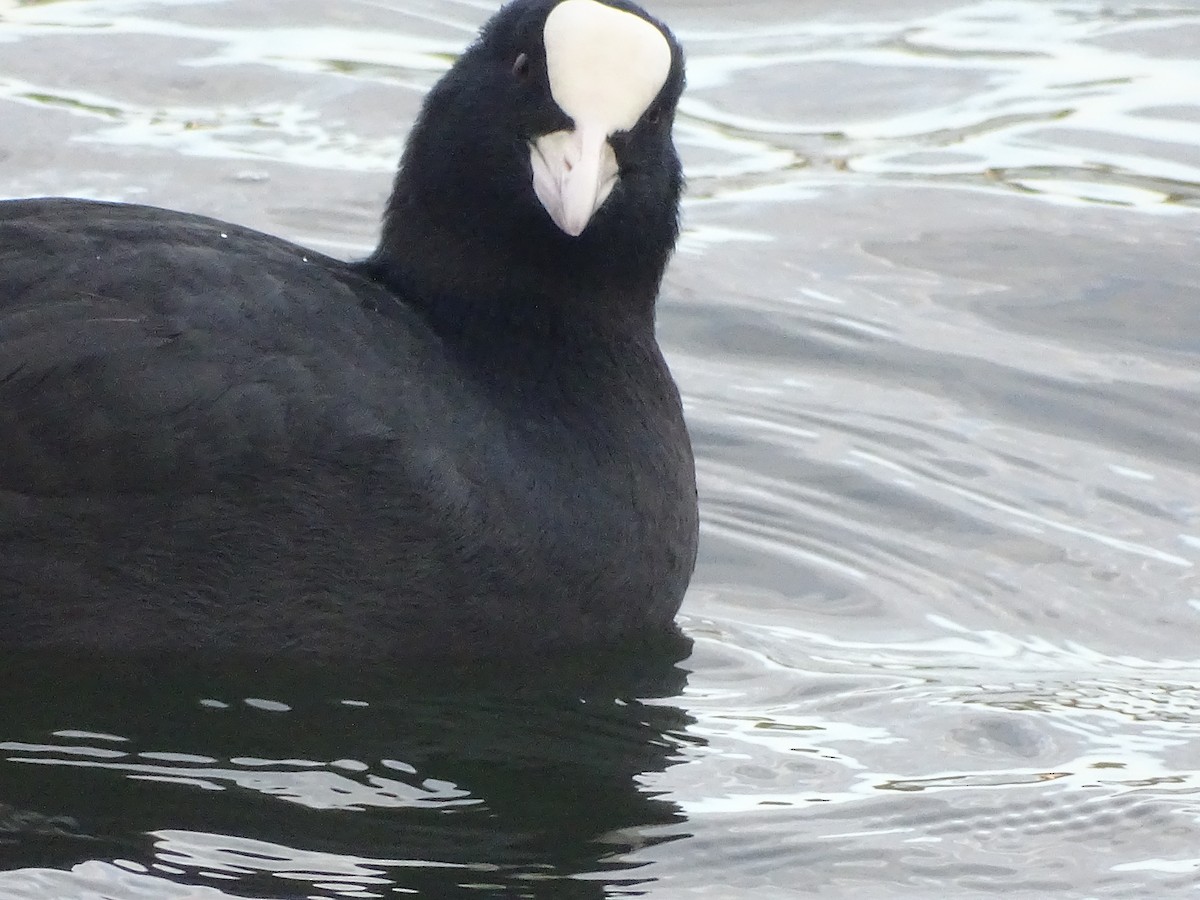 Халзан түнжүүр - ML417332351