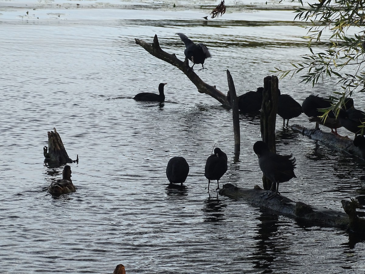 Халзан түнжүүр - ML417332411