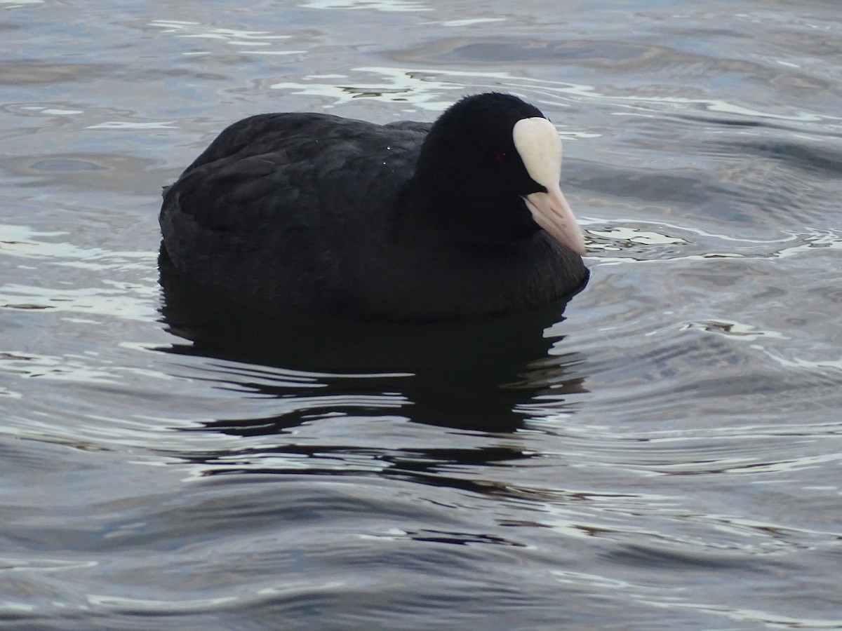 Халзан түнжүүр - ML417332421