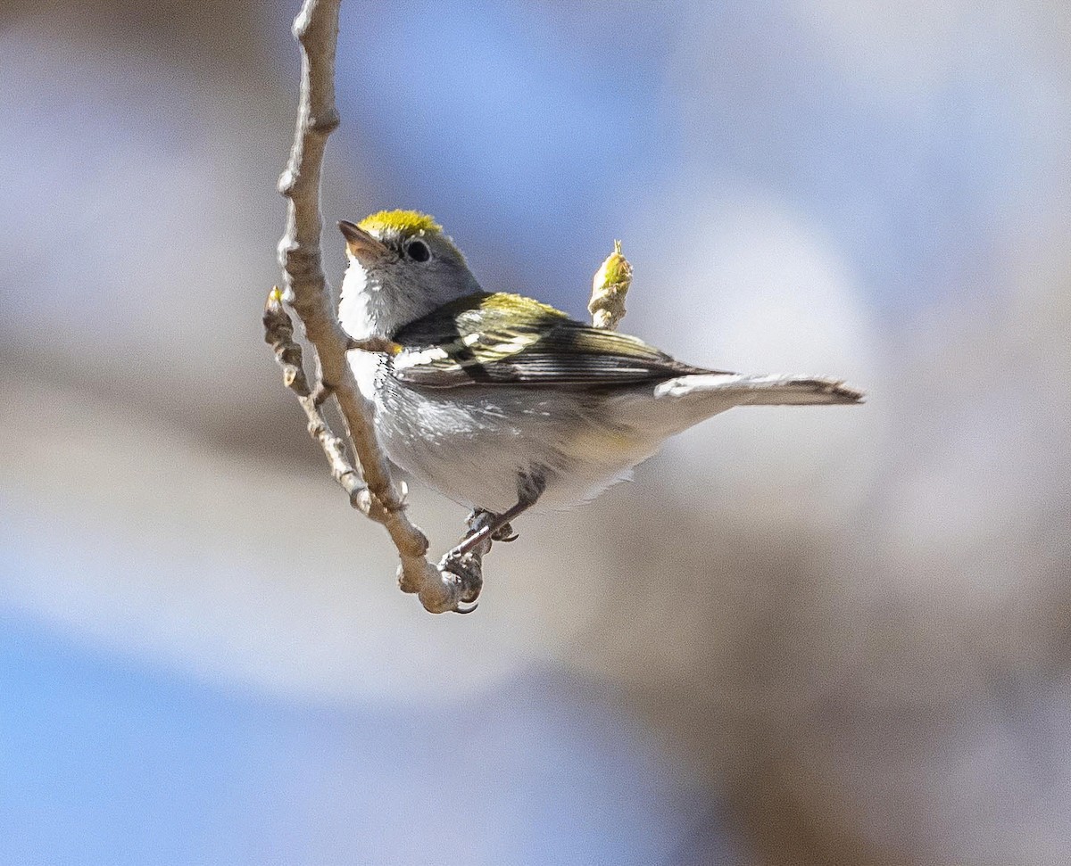 Chestnut-sided Warbler - ML417334751