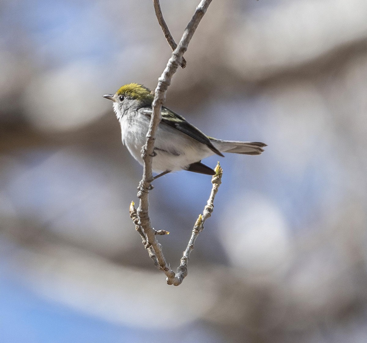 Chestnut-sided Warbler - ML417334781