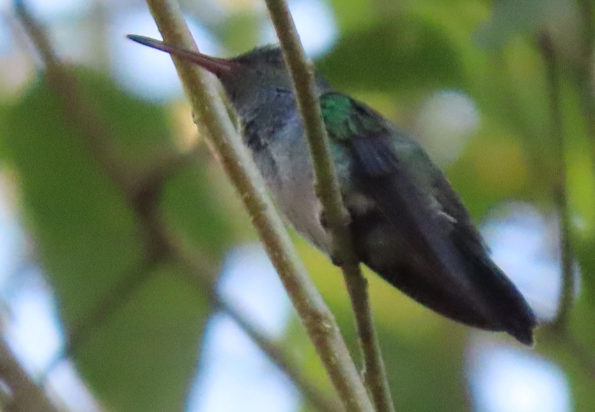 Blue-chested Hummingbird - ML417335131