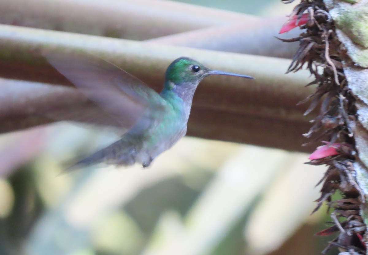 Blue-chested Hummingbird - ML417335141