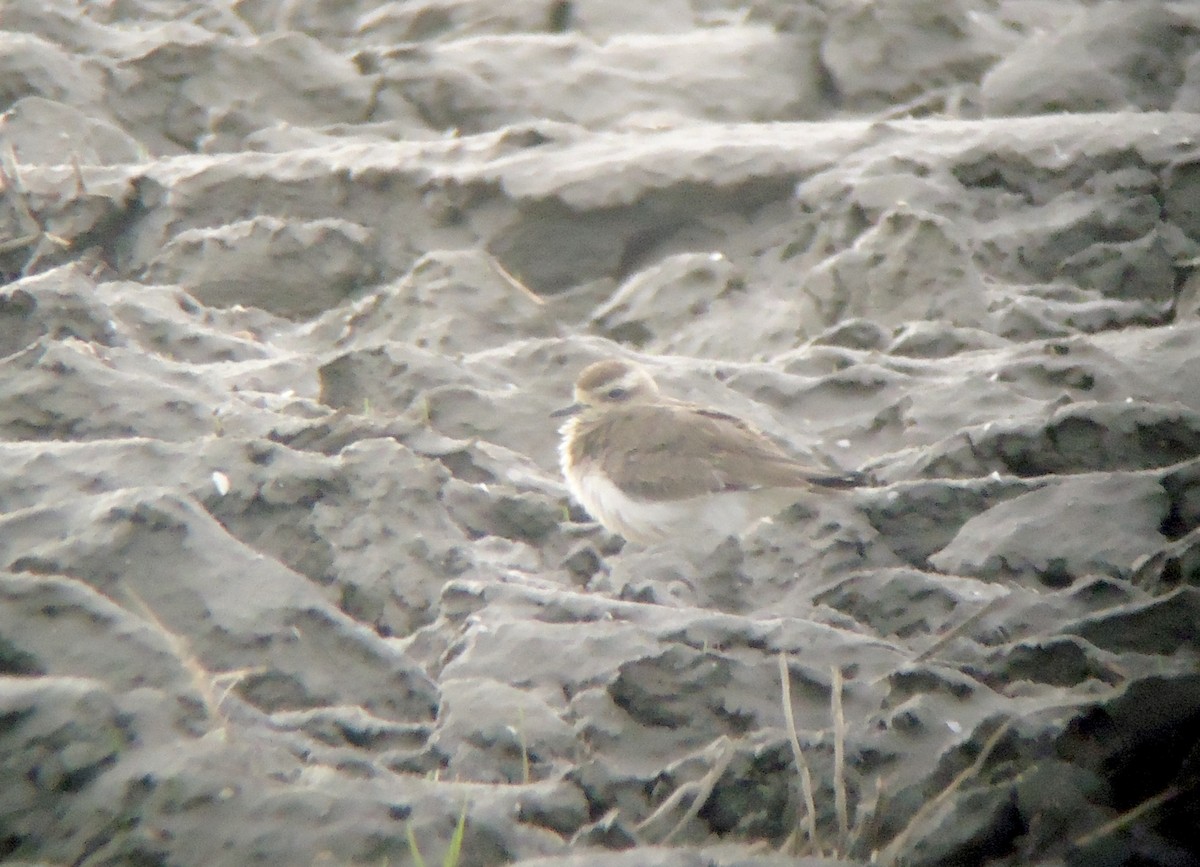 Caspian Plover - ML417335401