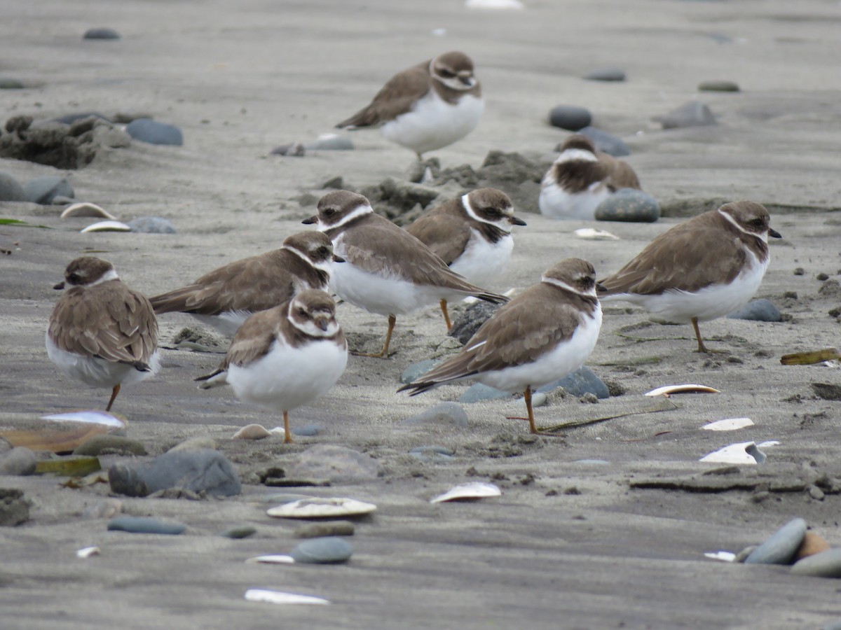 Semipalmated Plover - ML417335521