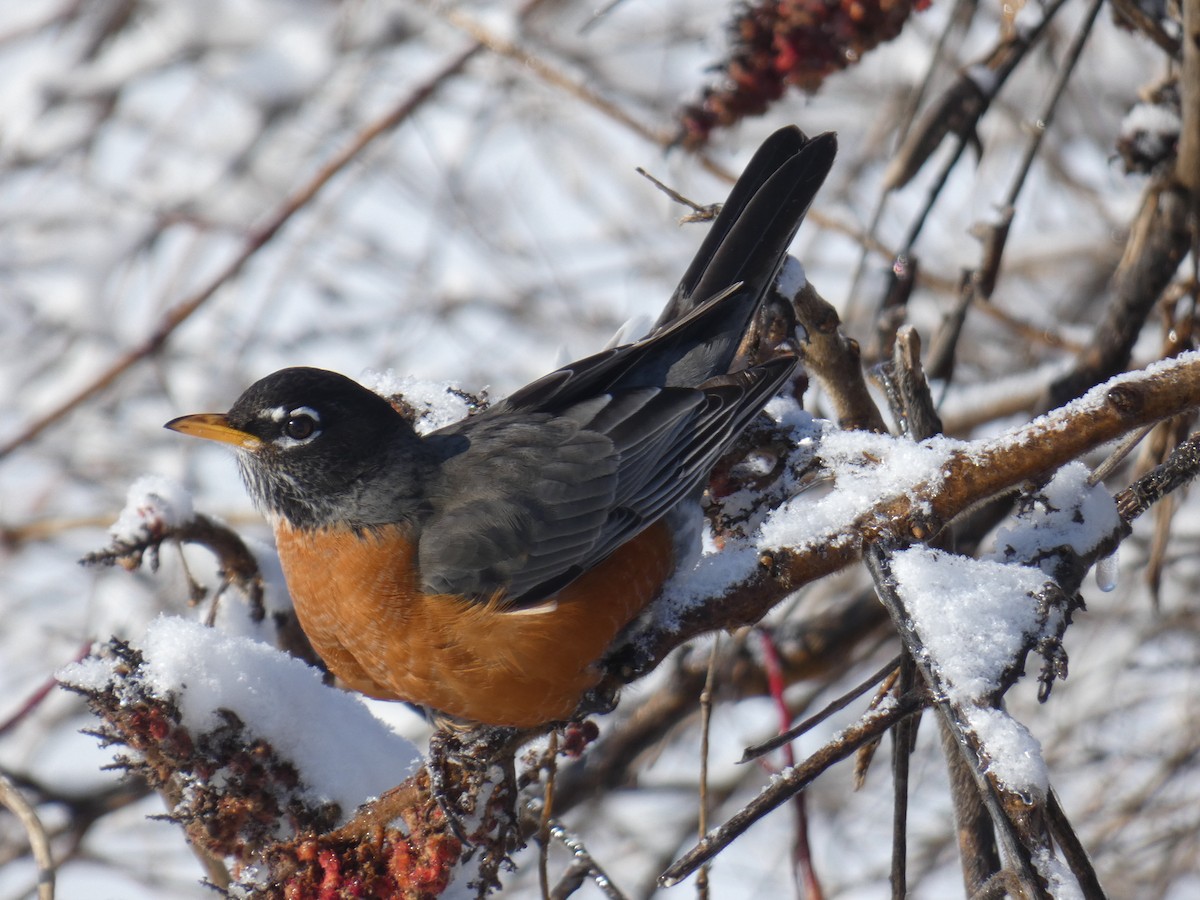 American Robin - ML417336131