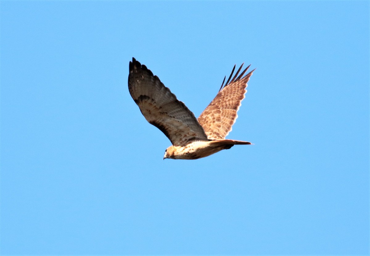 Red-tailed Hawk - Margareta Wieser