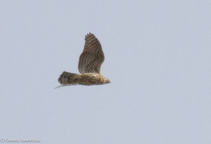 American Goshawk - George Armistead | Hillstar Nature