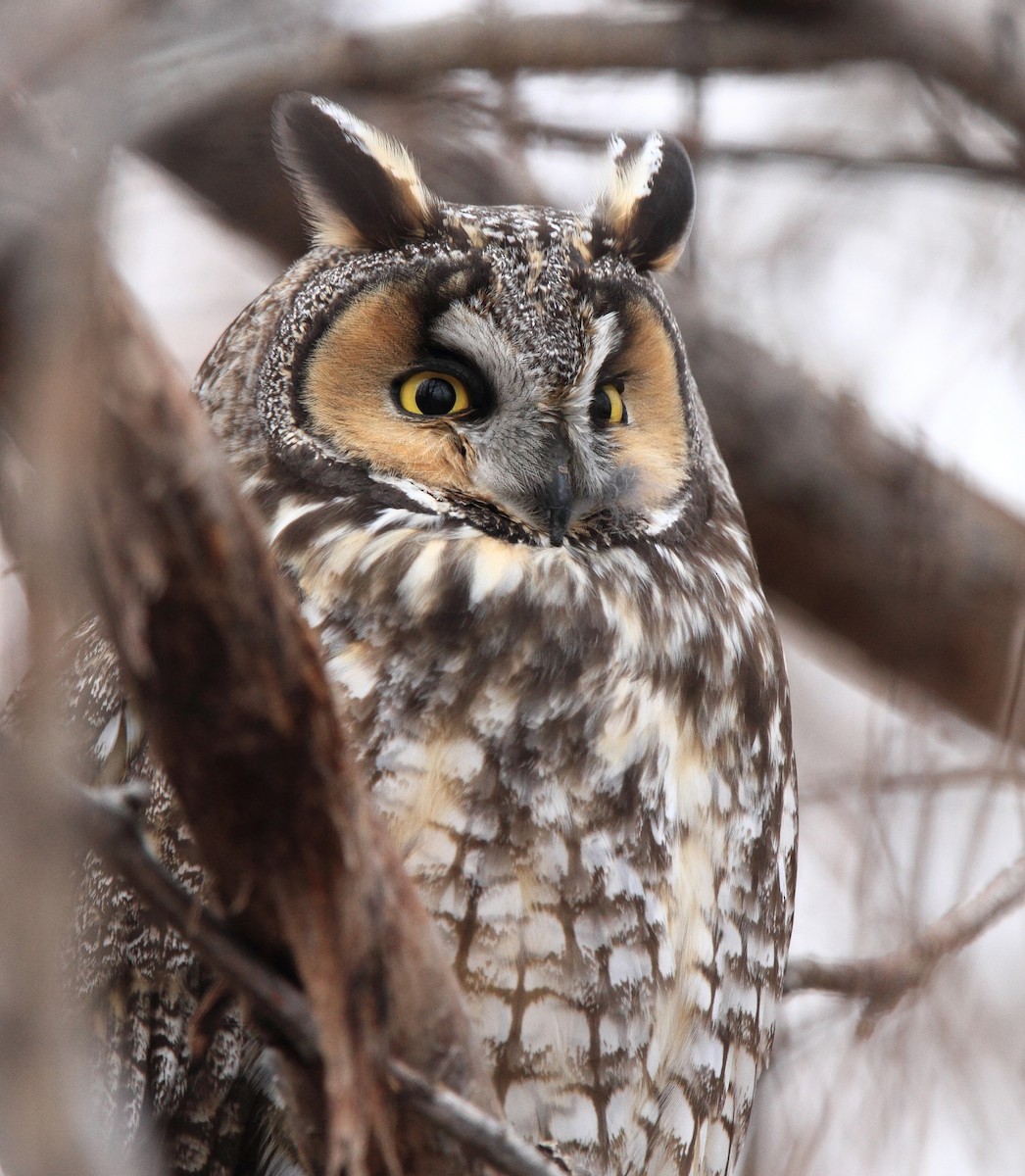 Long-eared Owl - Laure Wilson Neish