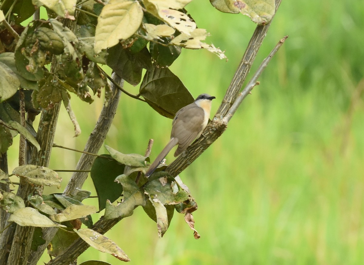 Dark-billed Cuckoo - Alex Luna