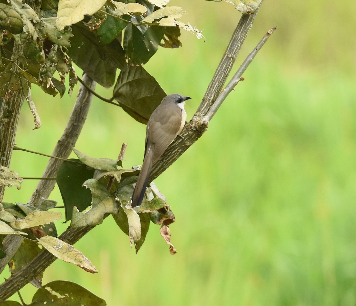 Dark-billed Cuckoo - ML41734071