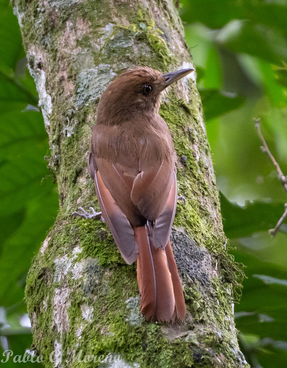 Plain-winged Woodcreeper - ML417341051